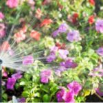 Sprinkler spraying water unto a bush with purple, pink, and red flowers
